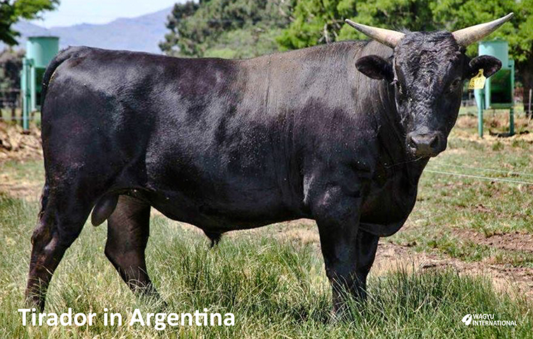 Tirador Wagyu bull in Argentina